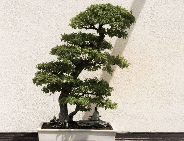 5 Types of Indoor Bonsai Plants and Tips for Maintaining Them!