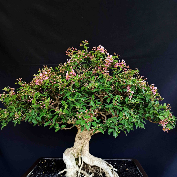 Bonsai Sakura