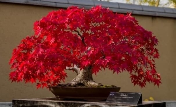 Maple Bonsai