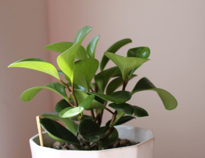 9 Small Houseplants Recommendations to Decorate Your Tiny Spaces