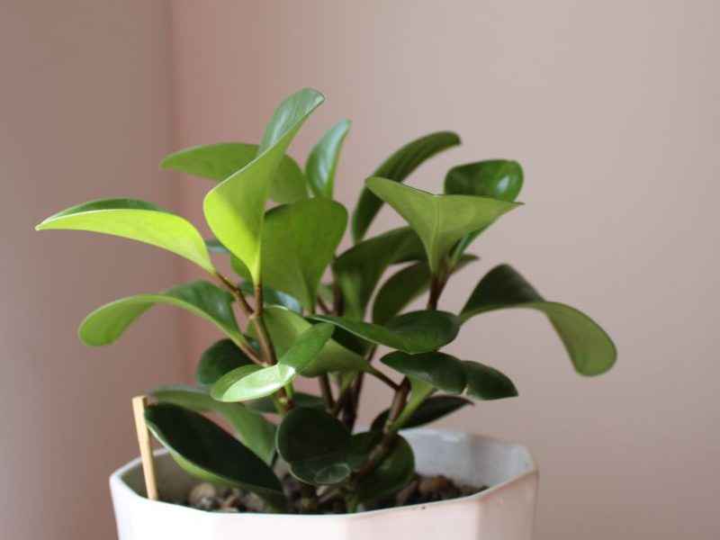 9 Small Houseplants Recommendations to Decorate Your Tiny Spaces