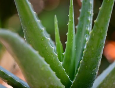 22 Benefits of Aloe Vera for Beauty and Health